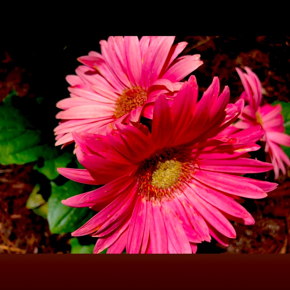 Meet your Posher, BBexley